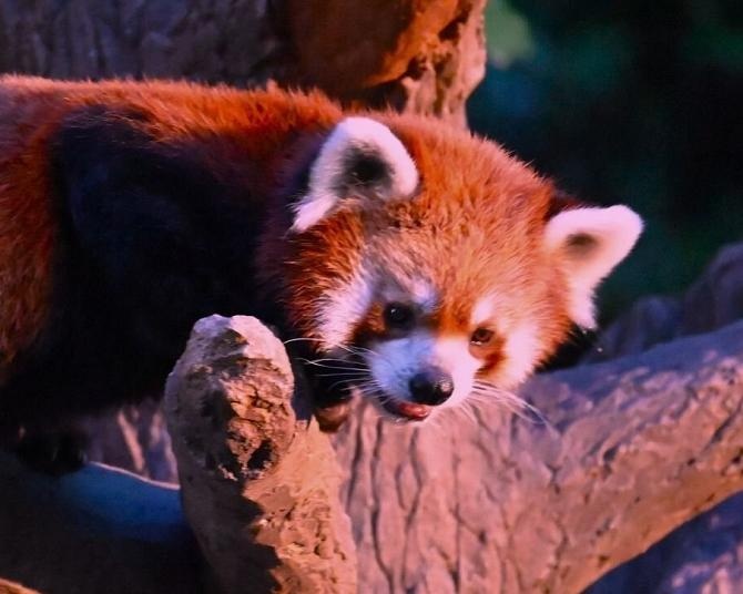 2026年関東のナイトサファリ＆ナイトズー7選！夏休みは夜の動物園へ遊びに行こう