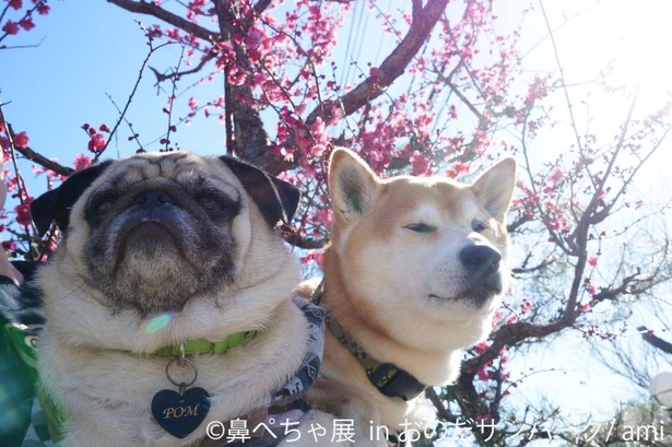 【写真を見る】キュートな鼻ぺちゃ犬が並ぶ展示作品の一部を公開！こちらはamiの作品