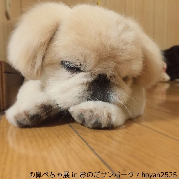 「鼻ぺちゃ展 in おのだサンパーク」出展者、hoyan2525の作品