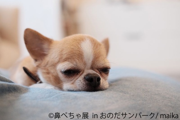 「鼻ぺちゃ展 in おのだサンパーク」出展者、maikaはチワワの親子でも話題