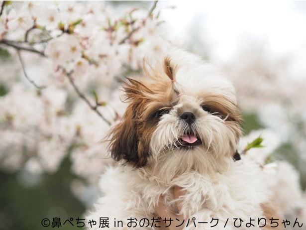 何とも言えない舌を出した表情が魅力！「鼻ぺちゃ展 in おのだサンパーク」出展者、ひよりちゃんの作品