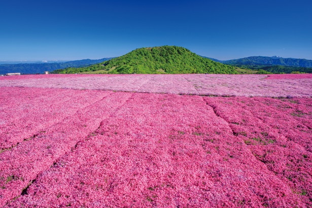 天空に広がる花畑で全身に春を感じる 茶臼山高原 愛知県 ウォーカープラス