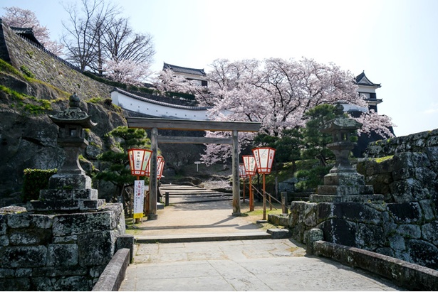 臼杵城の桜2018
