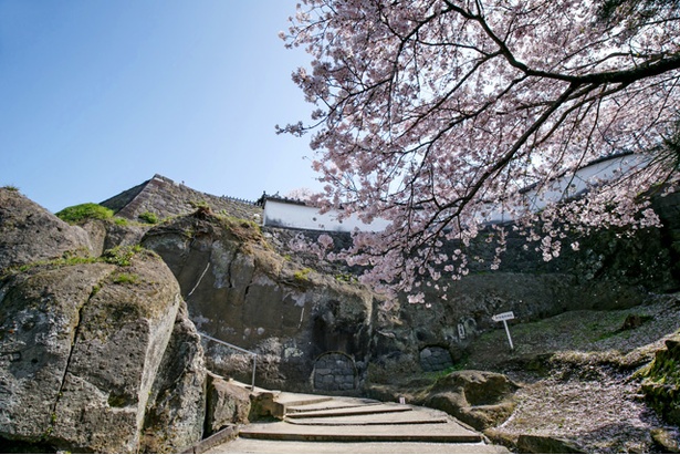 臼杵城の桜2018