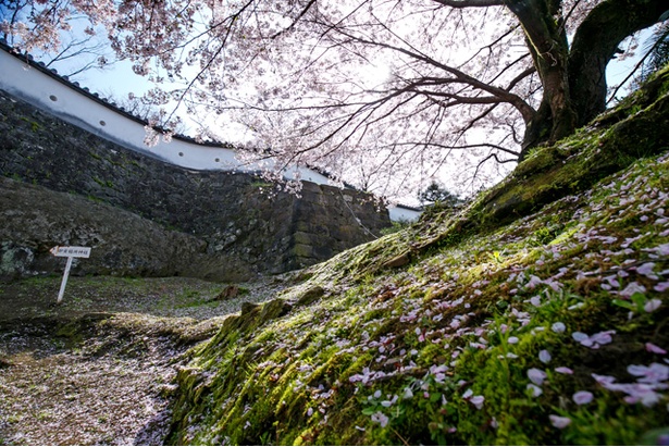 臼杵城の桜2018