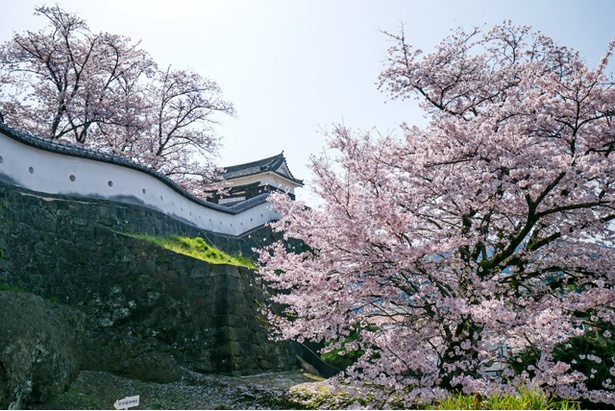 臼杵城の桜2018