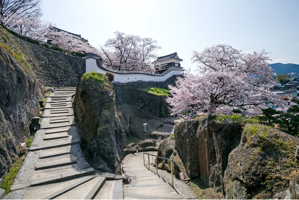 臼杵城の桜2018