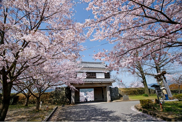 臼杵城の桜2018