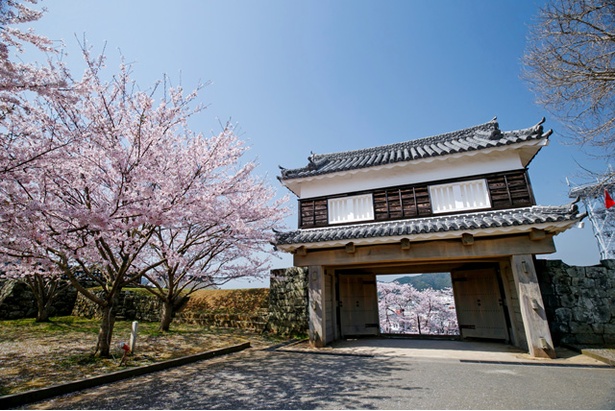 臼杵城の桜2018
