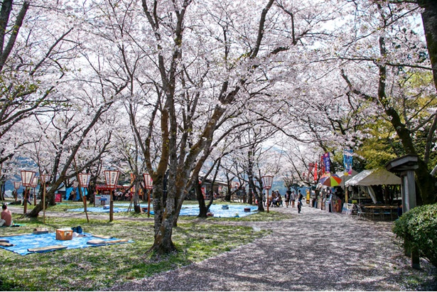 臼杵城の桜2018