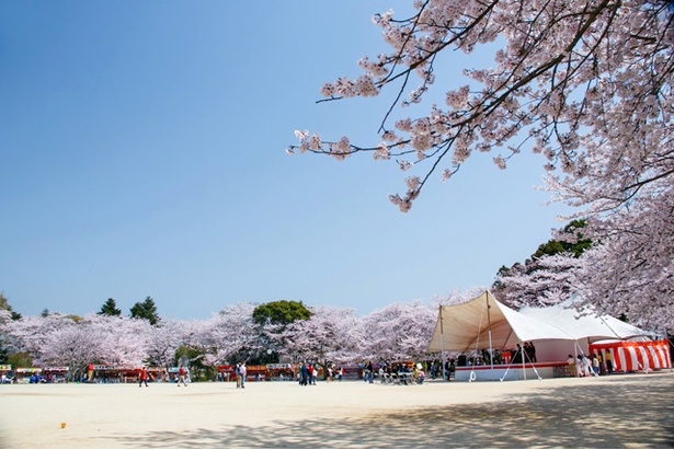 臼杵城の桜2018