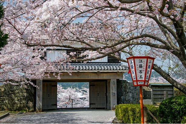 臼杵城の桜2018