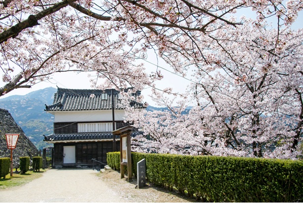 臼杵城の桜2018
