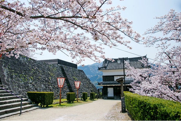 臼杵城の桜2018