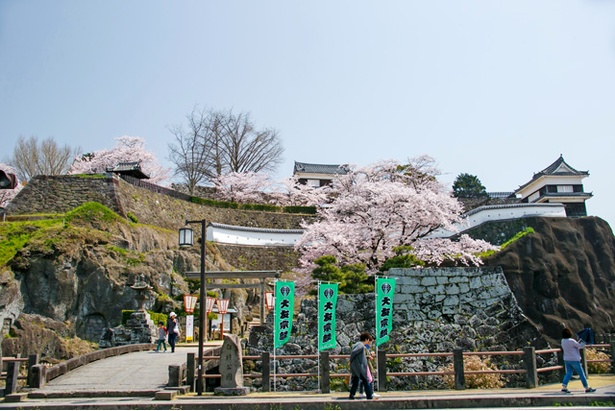 臼杵城の桜2018