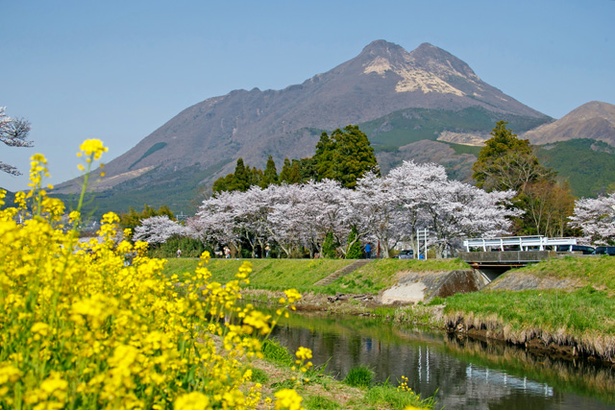 湯布院　大分川沿いの桜2018
