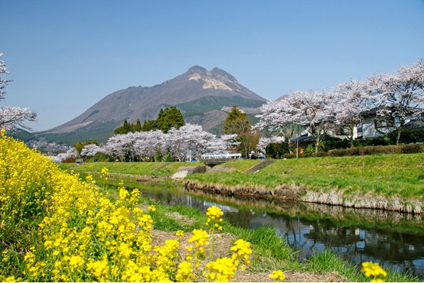 湯布院　大分川沿いの桜2018