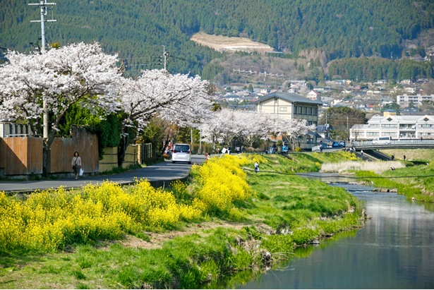 湯布院　大分川沿いの桜2018