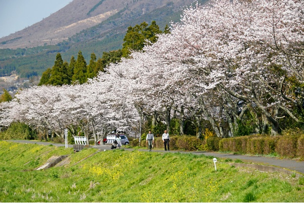 湯布院　大分川沿いの桜2018