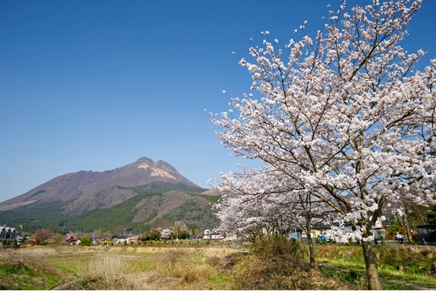 湯布院　大分川沿いの桜2018