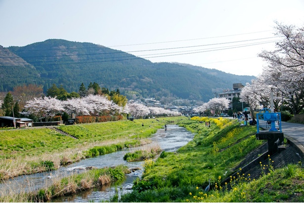 湯布院　大分川沿いの桜2018
