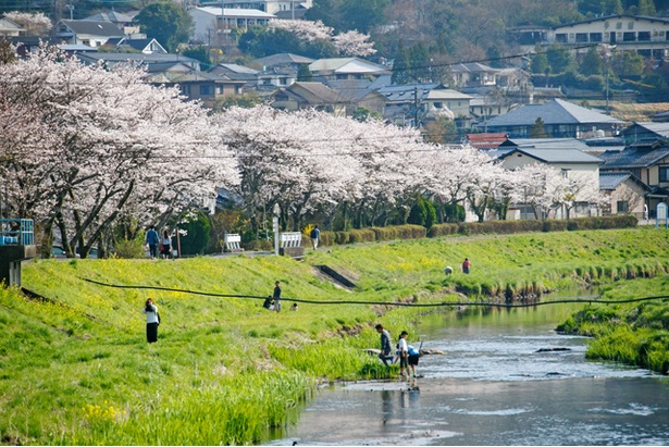 湯布院　大分川沿いの桜2018