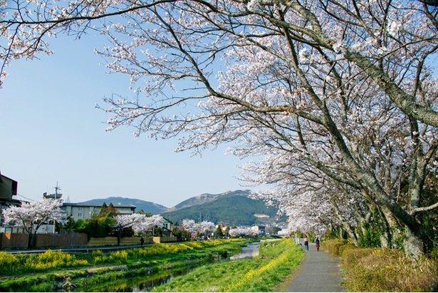 湯布院　大分川沿いの桜2018