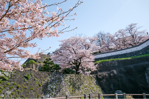 臼杵城の桜2018