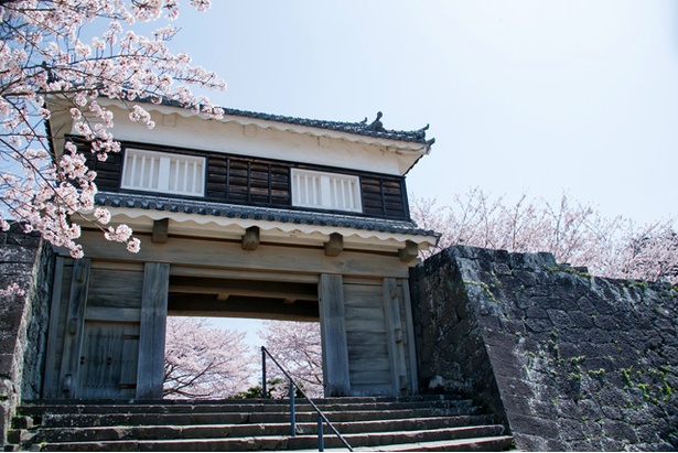 臼杵城の桜2018
