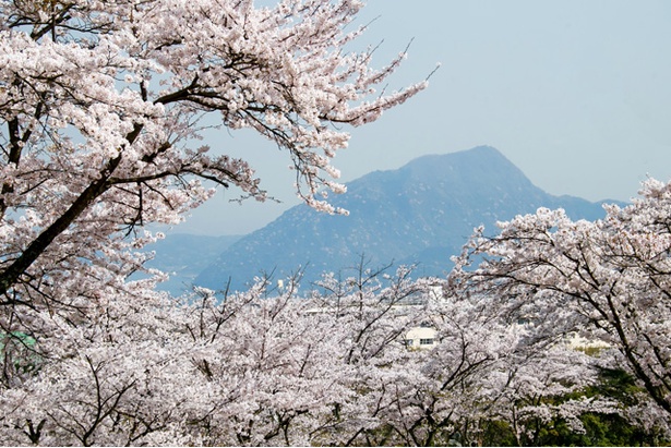 画像13 16 九州の桜名所 満開現地レポート大分編 美しき 絶景桜 撮ってきました ウォーカープラス