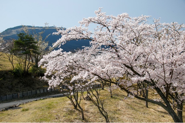 扇山桜の園の桜2018