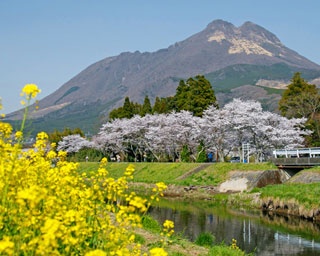 九州の桜名所・満開現地レポート大分編！美しき“絶景桜”撮ってきました！