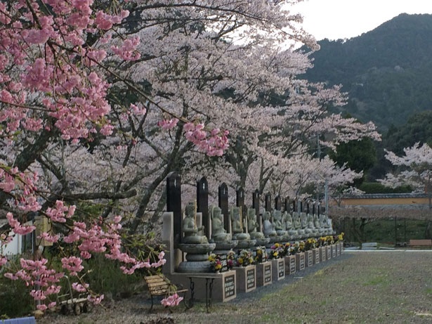 桜の見ごろは例年4月上旬から中旬