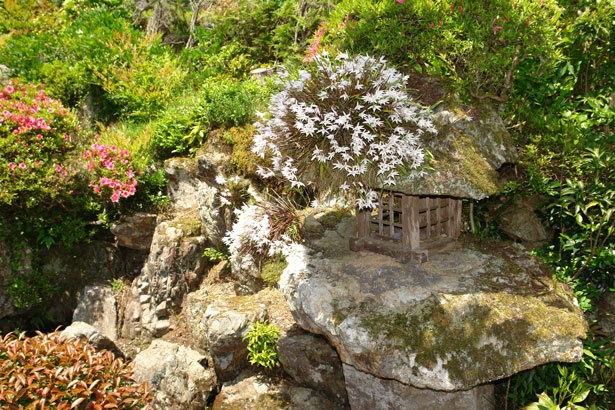 本堂の右手には、兵庫県の名庭100選に選ばれている安土桃山時代の作とされる「陰陽の庭」があり、ここのセッコクも一見の価値あり