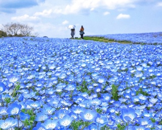 今週末の予定はコレで決まり！週末イベント5選・福岡県編［2018年4月13日(金)～15日(日)］