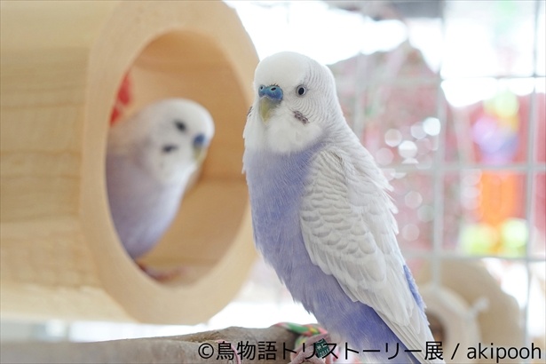 インコにヨウム 幻の鳥まで 新企画 鳥物語トリストーリー展 が東京 名古屋で開催 ウォーカープラス