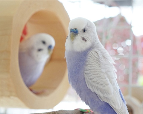 インコにヨウム、幻の鳥まで！ 新企画「鳥物語トリストーリー展」が東京・名古屋で開催