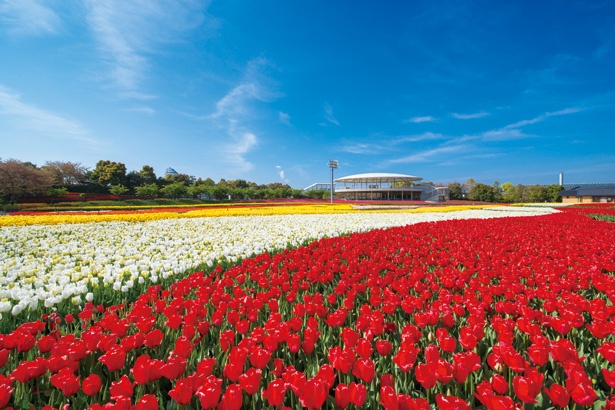 「チューリップまつり」(3月下旬～4月下旬)。面積約4万3000平方メートルの花ひろばに、180万球のチューリップが咲き誇る様子は圧巻！