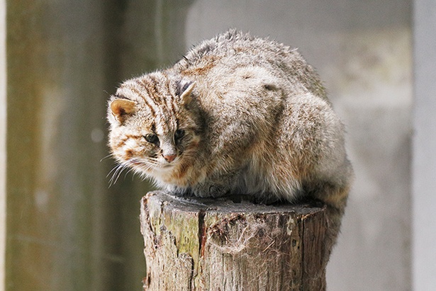 一般公開されている福馬くん。食べることが大好きで好奇心旺盛