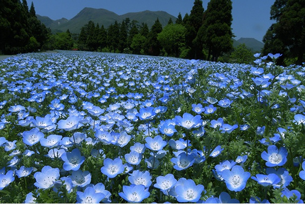【写真を見る】「くじゅう花公園」。GW中は可憐な青い花びらのネモフィラが見ごろ