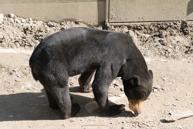 福岡市動物園/クマ