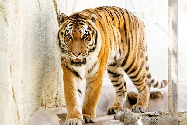 福岡市動物園/アムールトラ