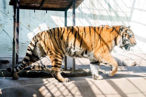 福岡市動物園/アムールトラ