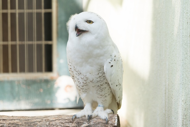 福岡市動物園/フクロウ
