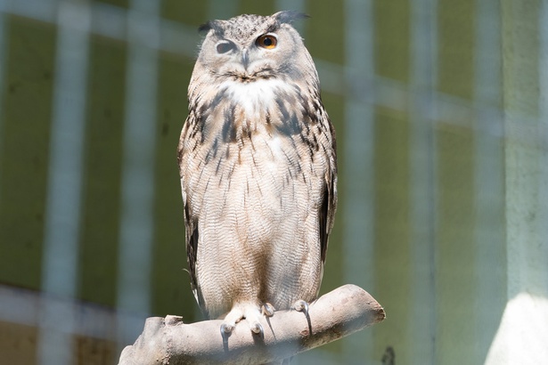 福岡市動物園/フクロウ