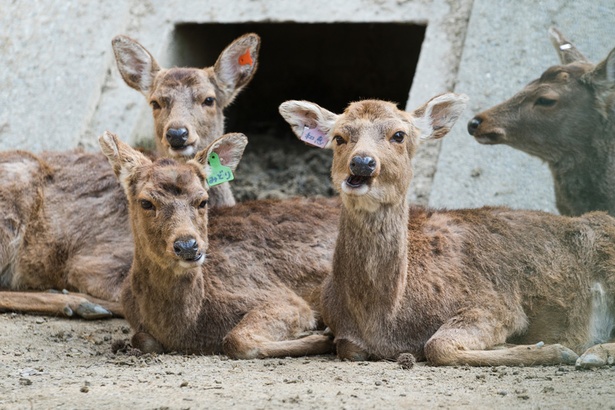 福岡市動物園/ツシマジカ