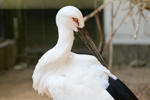 福岡市動物園/ニホンコウノトリ