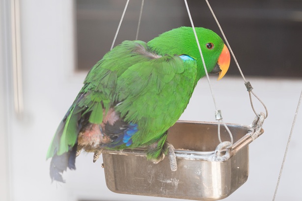 福岡市動物園/インコ