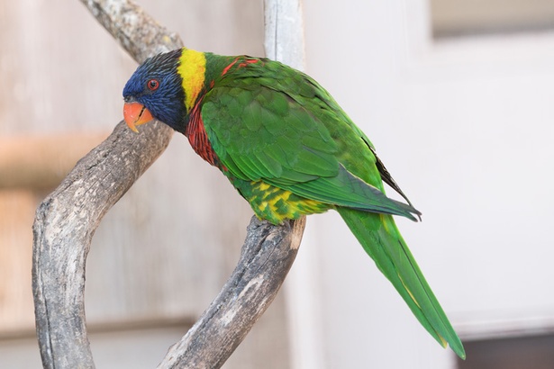 福岡市動物園/インコ