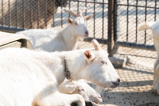 福岡市動物園/ヤギ